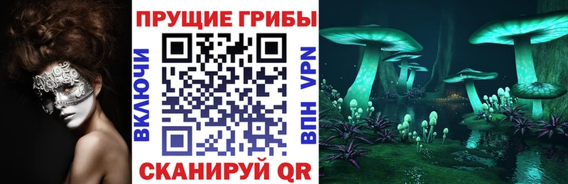 Купить закладки  Ачхой-Мартан  Псилоцибиновые грибы Cubensis 
